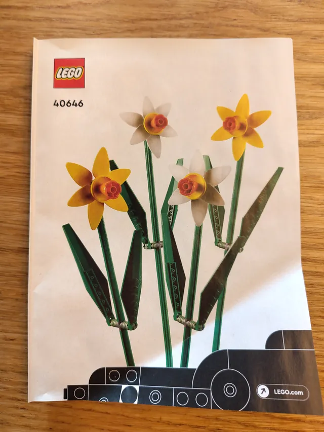 Daffodils 5